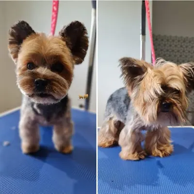 Psi Fryzjer, Groomer Martyna Kalinowska